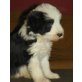 Forever Beardies, Bearded Collie Welpen - Rüde