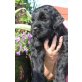 Fortuna Feeria Edinaja Rossia, Schwarzer Russischer Terrier Welpen - Hündin