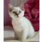 Fortuna, Ragdoll - Kater