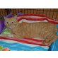 Fortunato, Europäische Kurzhaarkatze - Kater