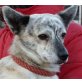 Foster, Pinscher-Spitz-Whippetmixrüde. - Rüde
