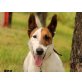Fox, Foxterrier -Variante - Rüde