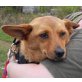 Foxi 2, Pinscher-Dackel-Mischling - Hündin