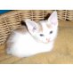 Foxi, Babykatze weiß-rot - Kater