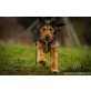 Foxi, Fox-Terrier Mischling - Rüde
