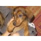 Foxi, Foxterriermix Welpen - Rüde