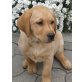 Foxred - Hündin, Labrador Retriever Welpen - Hündin