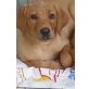 Foxred Labrador Welpen, Labrador Retriever Welpen - Rüde