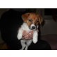 Foxterrier,Parson Russel Welpen - Hündin