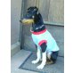 Foxterrier - Rüde
