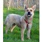 Foxy, Mischling - Hündin