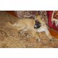 Foxy, Mischling Welpen - Hündin