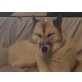 Foxy - Rüde