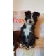Foxy, herziges Mischlingsmädchen Welpen - Hündin
