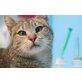 Foxy, liebes Kerlchen - Kater