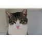 Foxy, sehr lieb - Kater