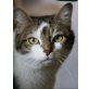 Fräulein Cäsar, Goldstückchen - Pflegestelle in Fahrenzhausen - Katze