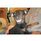 Fräulein FRIDA, Jagdterriermix - Hündin
