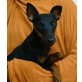 Fräulein FRIDA, Jagdterriermix - Hündin