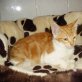 Fragolina, Rarität : rote - Katze