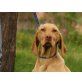 Frakk, Magyar Vizsla - Rüde