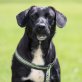 Fran, Labrador - Rüde