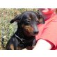 Francesca, Dackel-Pinscher - Hündin