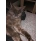 Franci , Maine coon /Britisch Kurzhaar  - Kater