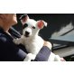 Francine  eine sanfte Schönheit, 4 Mon., Terrier Dalmatiner Mix Welpen - Hündin
