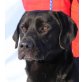 Franco 3, Labrador-Mixrüde - Rüde