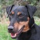 Franjo, Jagdterrier - Rüde