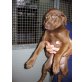 Franjo, Labrador Mischling Welpen - Rüde