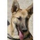 Frank, lieber Schäferhund Mix - Rüde