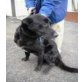 Franki, Labrador Mix , kastriert - Rüde