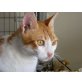 Frankie, Europäische Kurzhaarkatze - Kater