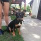 Frankie freundlicher junger Hund....., Mischlingswelpe Welpen - Rüde