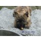 Franky, Cairn Terrier - Rüde