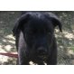 Franky, Labrador Welpen - Rüde