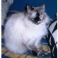 Franky, Siam-Angora-Mix - Katze