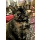 Fransise, wunderschöne Schildpattmieze - Katze