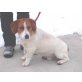 Franz, Beagle-Basset-Mischling - Rüde