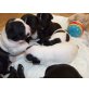 Franz. Bully, Französische Bulldogge Welpen - Rüde