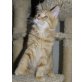 Franz, Maine Coon - Kater