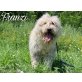 Franzi, Bobtail-Mischling - Rüde