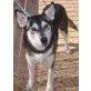 Franzi, Husky-Mischling - Hündin