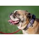 Franziska, BulldoggenMischling - Hündin