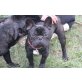 Franzl, Französische Bulldogge - Rüde