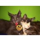 Franzl  und Sissi , Maine Coon - Kater