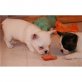 Französiche Bulldogge, Französische Bulldogge - Hündin