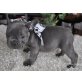 Französisch Bulldog Welpen kostenlos Annahme , Französische Bulldogge - Hündin